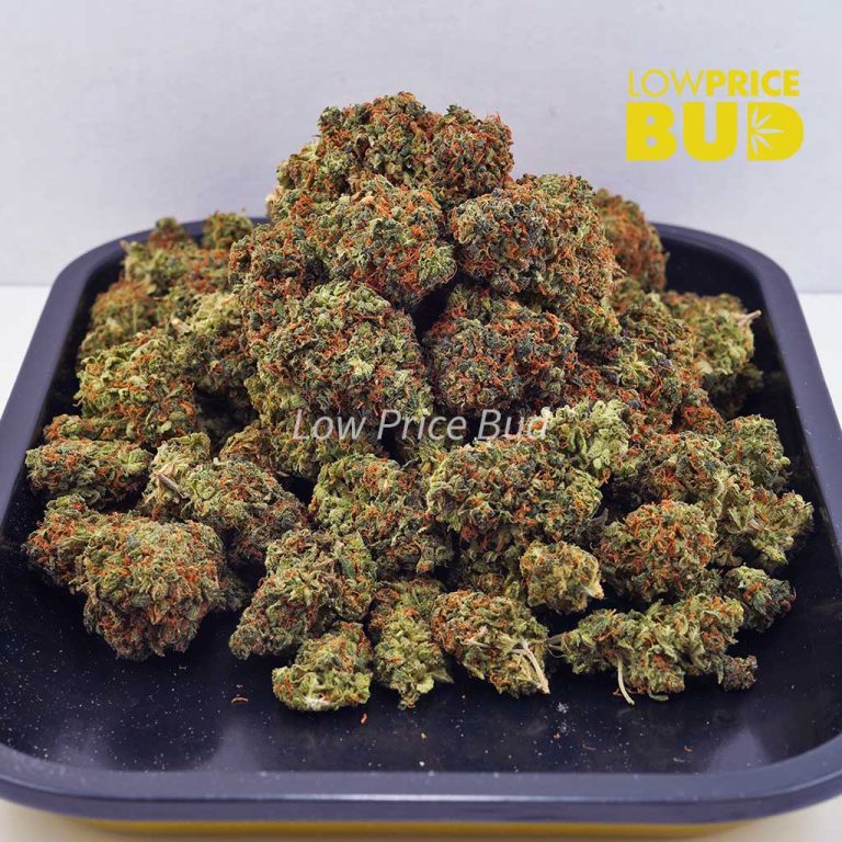 Tangerine Dream (AA) Low Price Bud