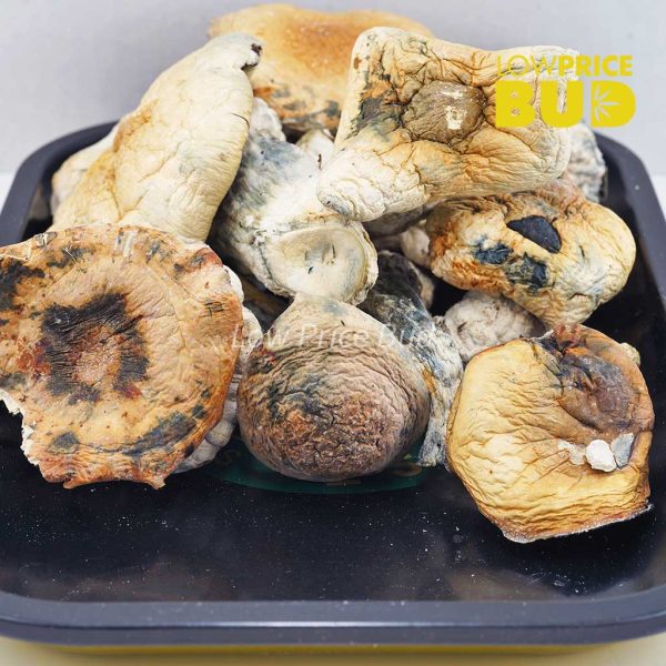 Buy Mushrooms – Thrasher online Canada