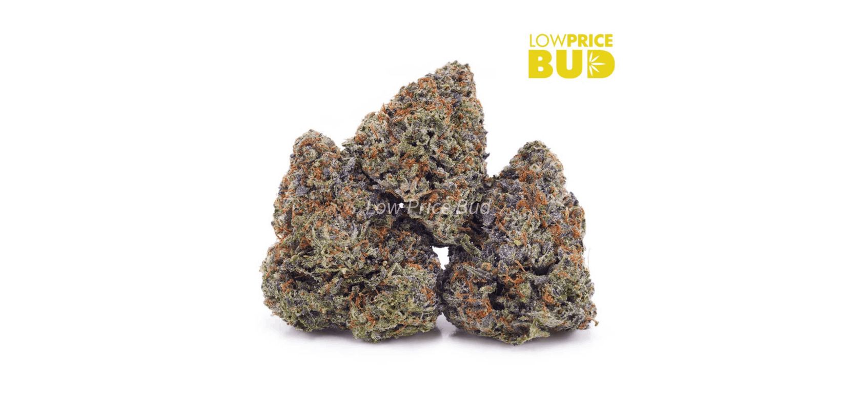 The Death Bubba AAAA strain is suitable for the boldest stoners - its pungent aroma alone is enough to knock you off your feet. 