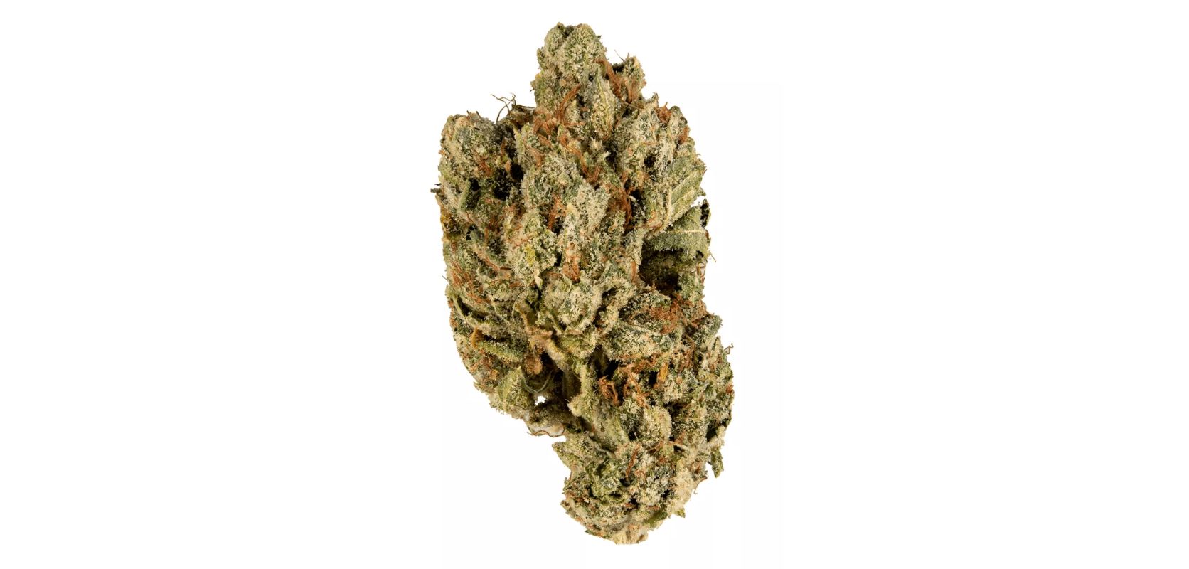 Do Si Do strain has dense and compact buds that are covered in a thick layer of trichomes, giving it a frosty and attractive, shimmery, appearance. 