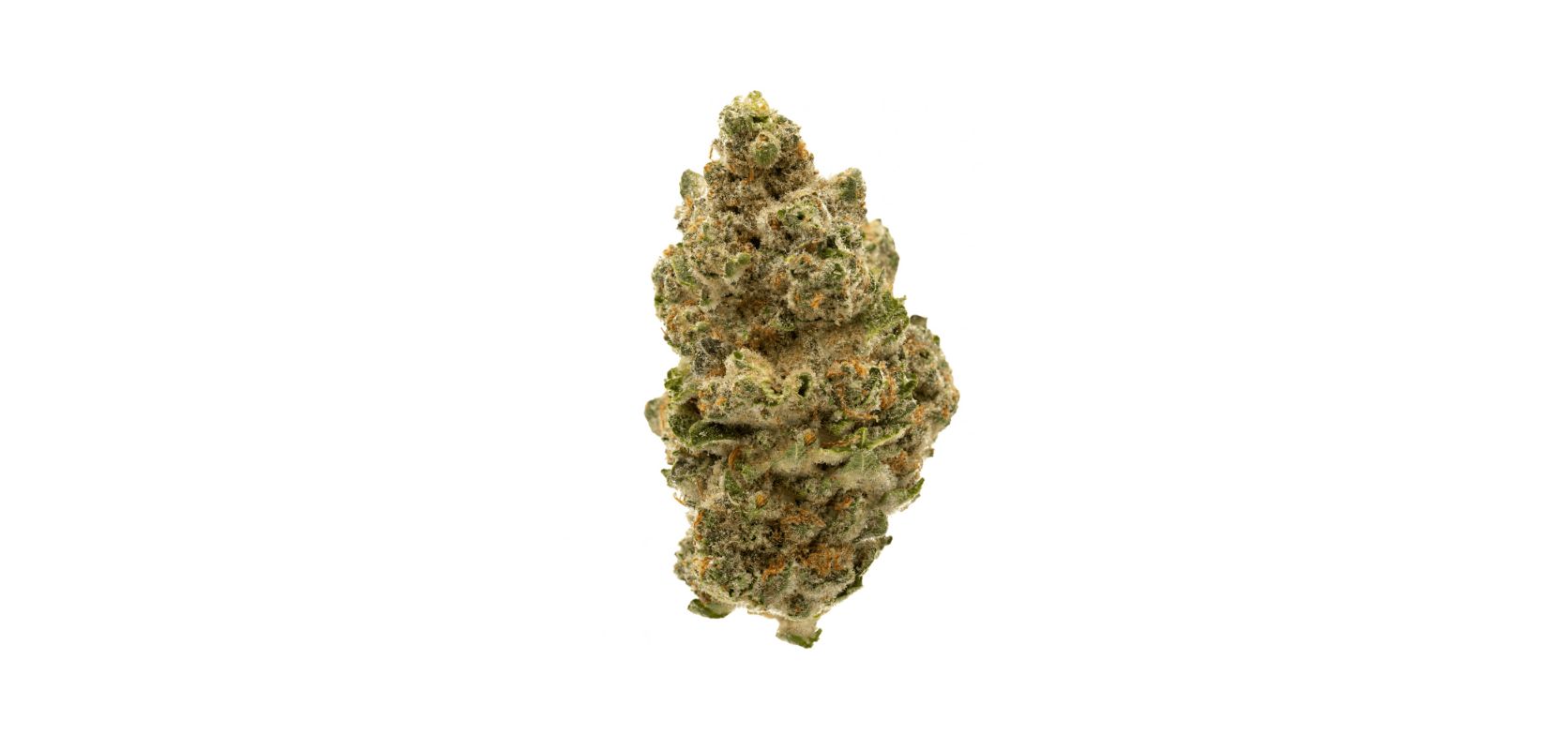 In this in-depth Do Si Do strain review, we will explore all you need to know about this popular strain, this includes its origins, genetics, and effects. 