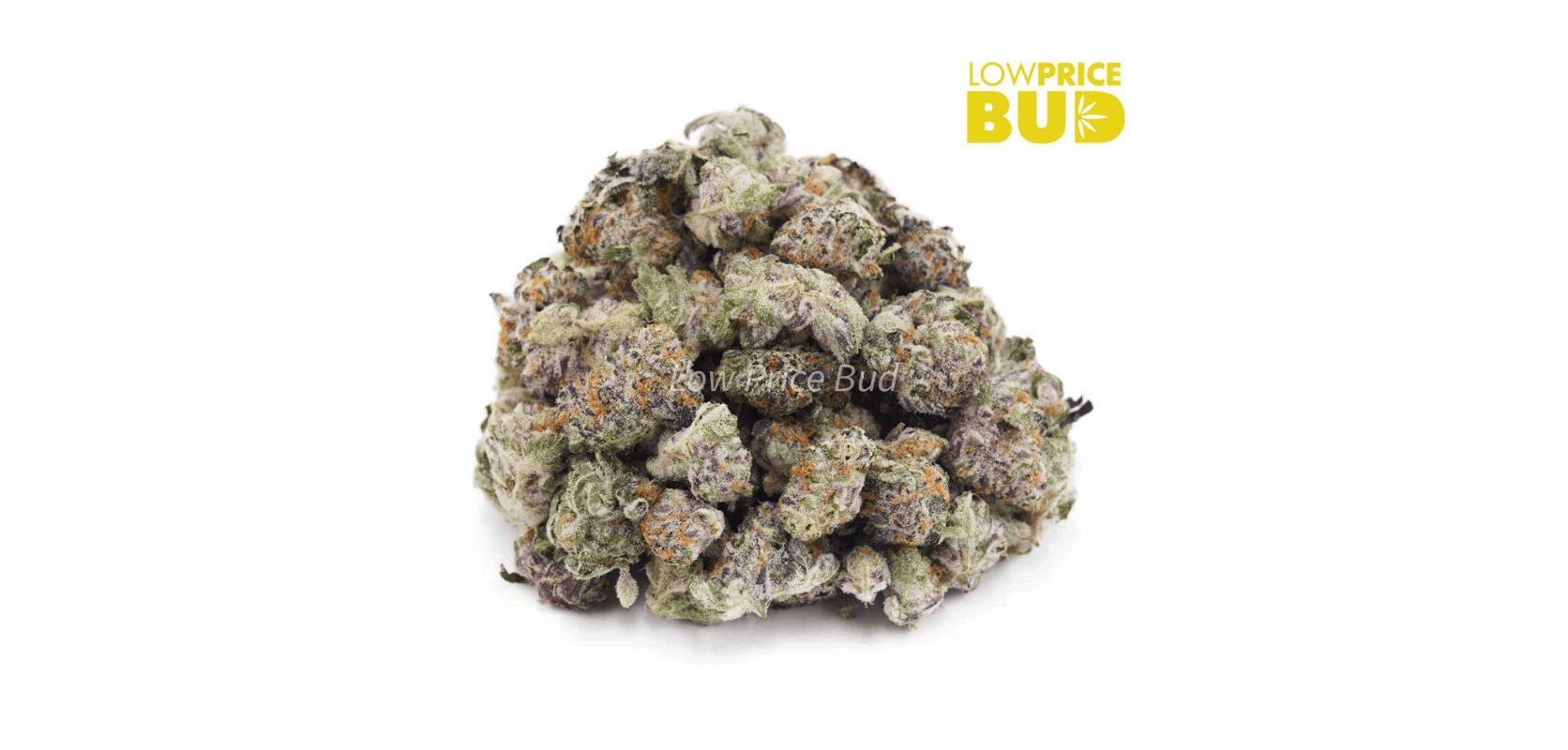 The Fruit Loopz (AAAA) is a well-rounded bud that offers a harmonious balance between Indica and Sativa characteristics, making it an ideal choice for daytime use. 