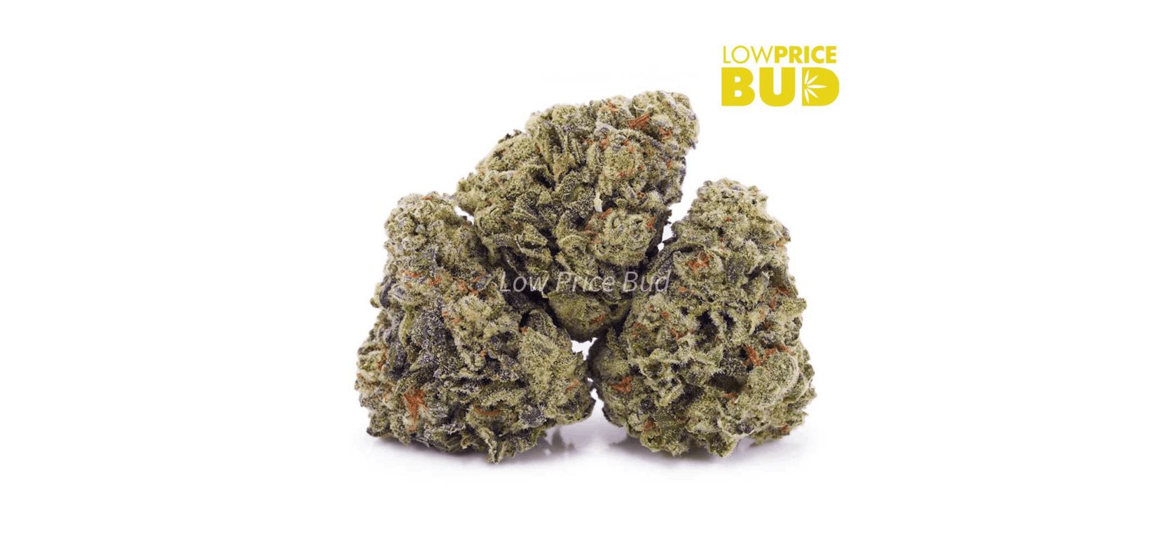 The Fruity Pebbles (AAAA) is another stoner-favourite hybrid strain that provides long-lasting and intense relief.