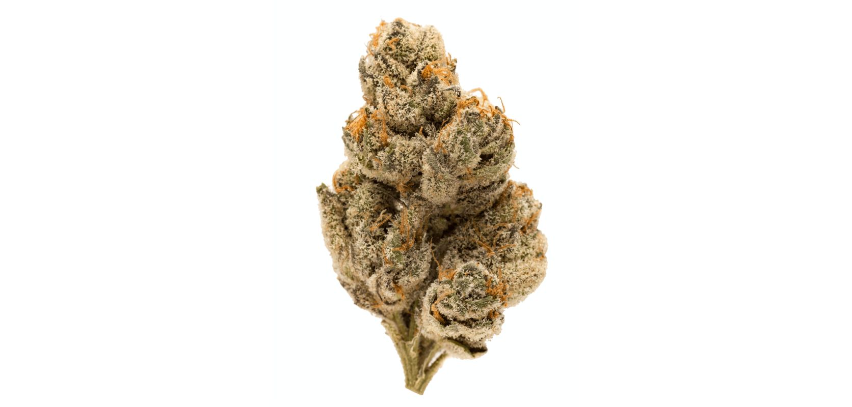 Do Si Do is a popular hybrid strain that has gained significant attention in the cannabis industry in recent years. 