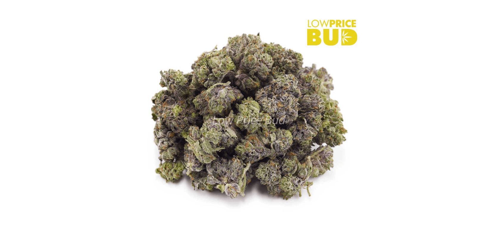 The Master Kush Ultra (AAAA) is a potent Indica-dominant hybrid, with a genetic composition that leans heavily towards its Indica lineage (70 percent Indica). 