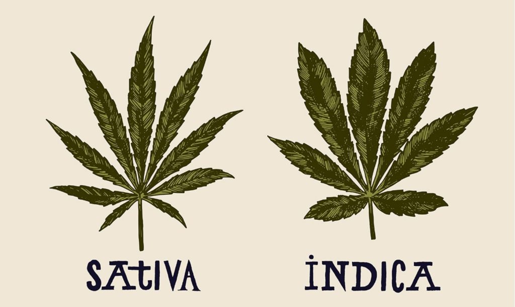 In this blog, you’ll discover everything to know about Sativa vs Indica edibles, including their effects, benefits, and more. Keep on reading blog.