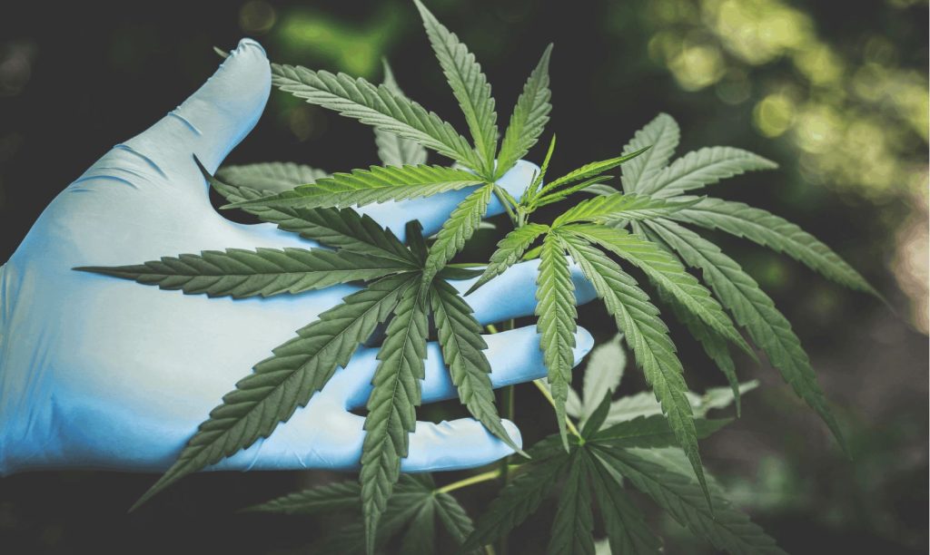 Since its legalization, cannabis has been shown to have numerous therapeutic benefits, all of which may be linked to a mechanism in cannabis compounds known as the Entourage effect.