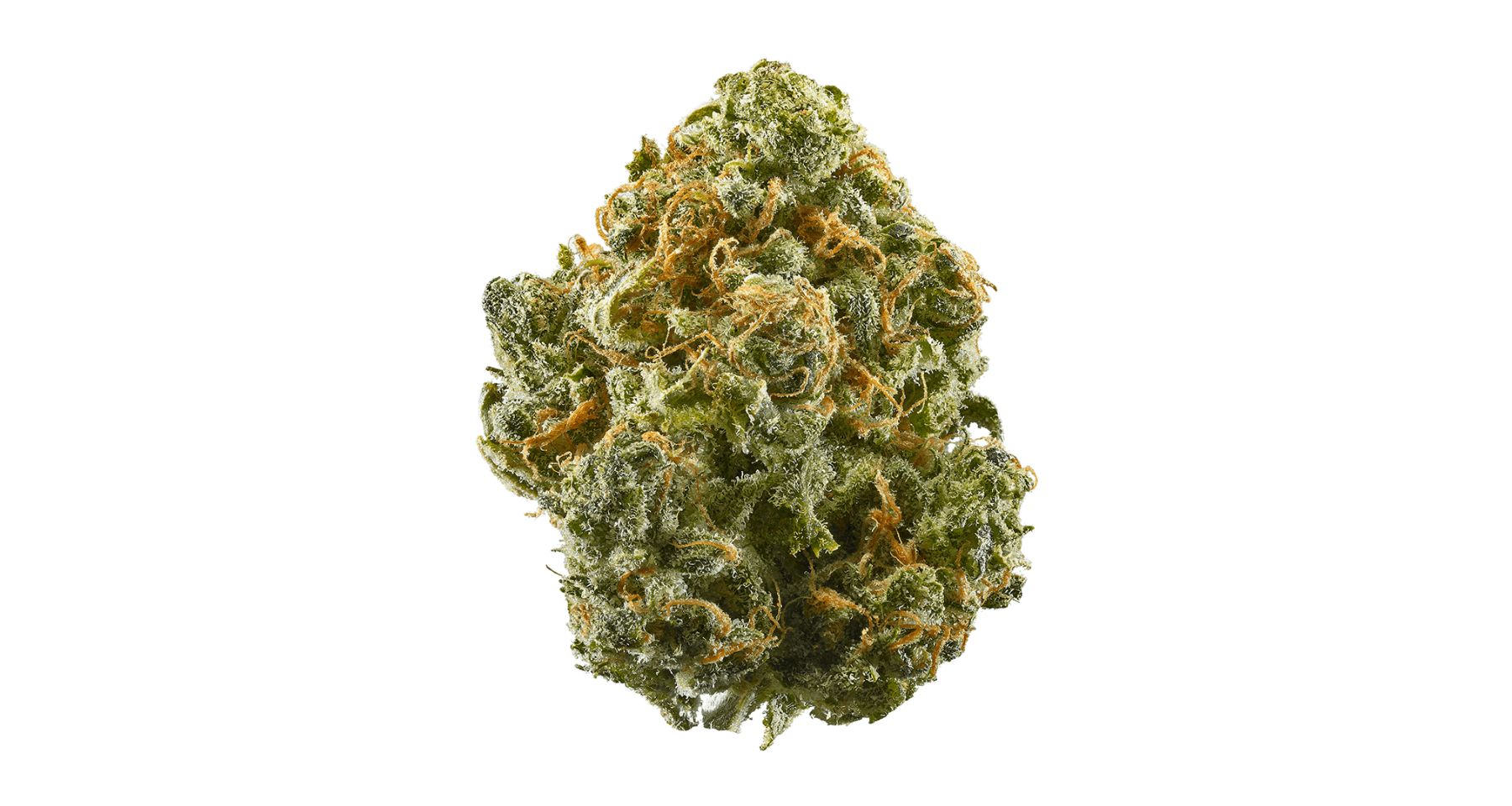 Blue Dream is a hybrid cannabis strain resulting from a genetic crossing between Blueberry and Haze.