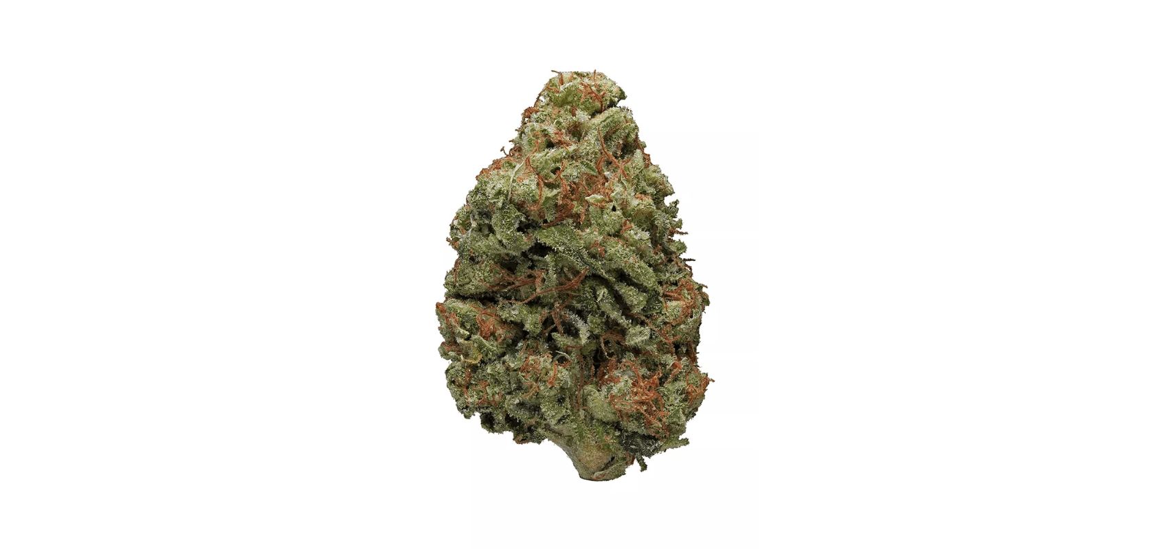 The Bruce Banner weed is so rare and powerful, it's like finding the Hulk among the sea of marijuana! In fact, it is often dubbed as one of the most powerful Sativa-dominant hybrids in Canada!