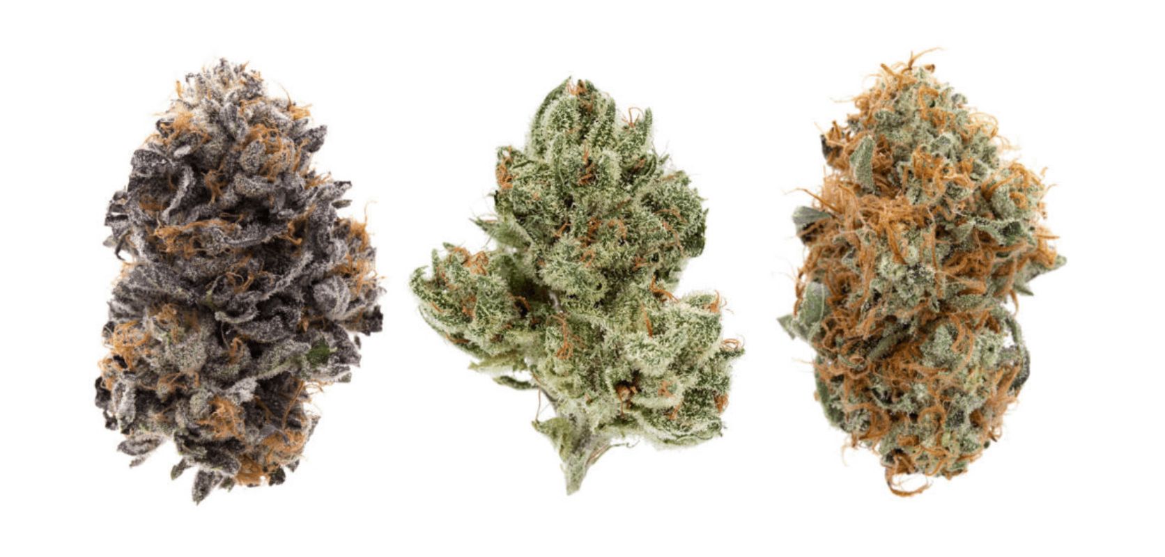 Before taking a look at the top 10 different strains of weed for relaxation and pain relief, let's first discuss the three key flower types: Sativa, Indica, and hybrids.