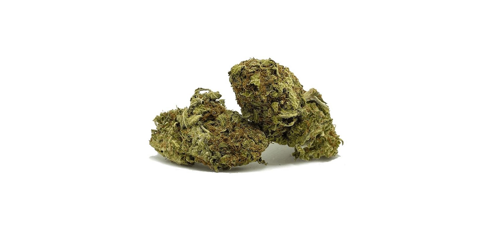 Now that you know how the Gorilla Bomb Strain makes you feel, where can you buy weed online for cheap without compromising on quality?