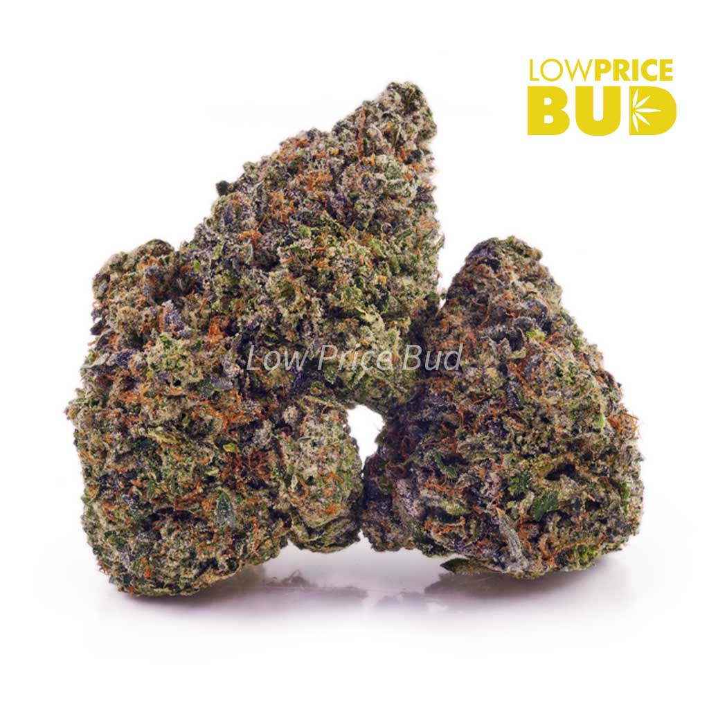 Violator (AAA) Buy Violator (AAA) online Canada