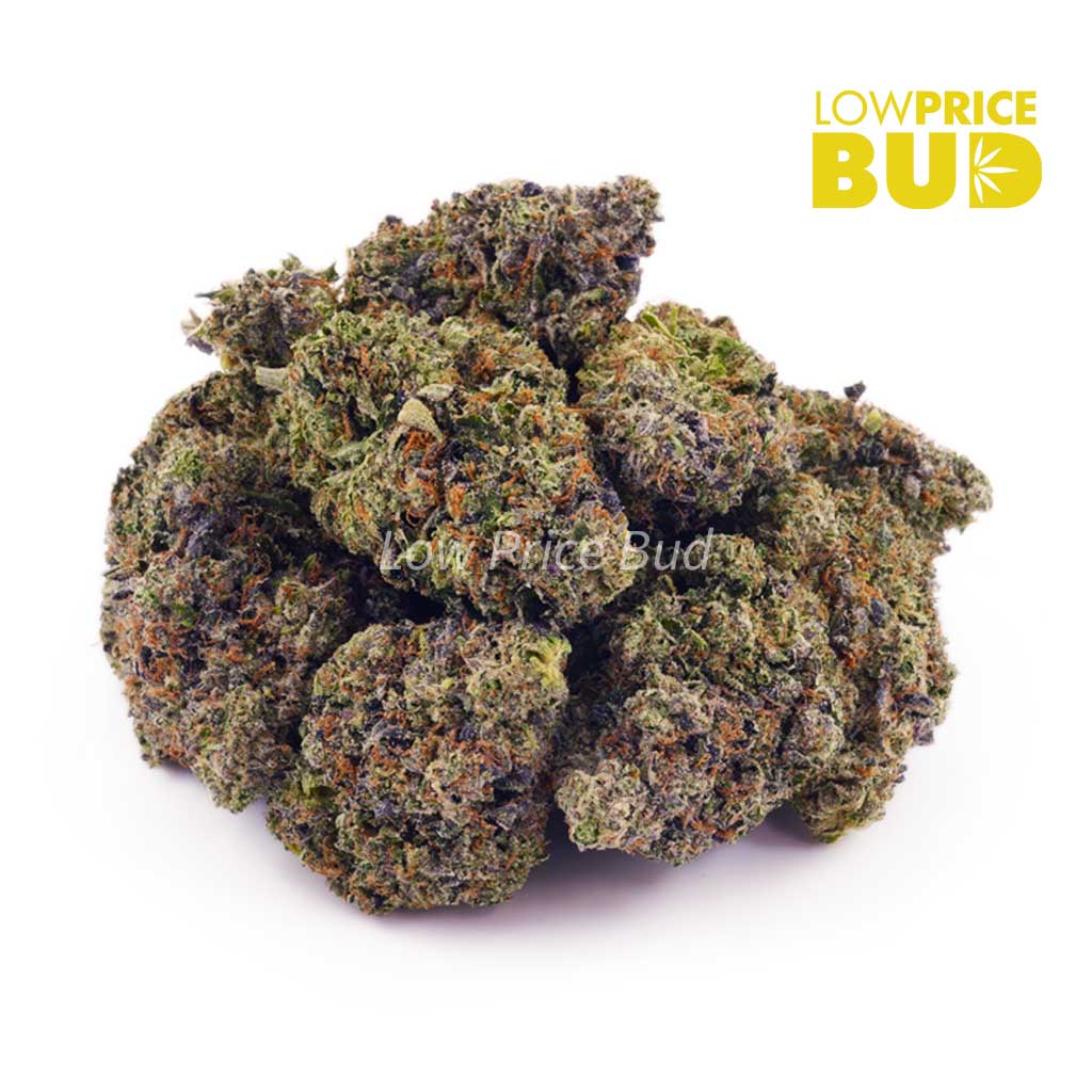 Violator (AAA) Buy Violator (AAA) online Canada