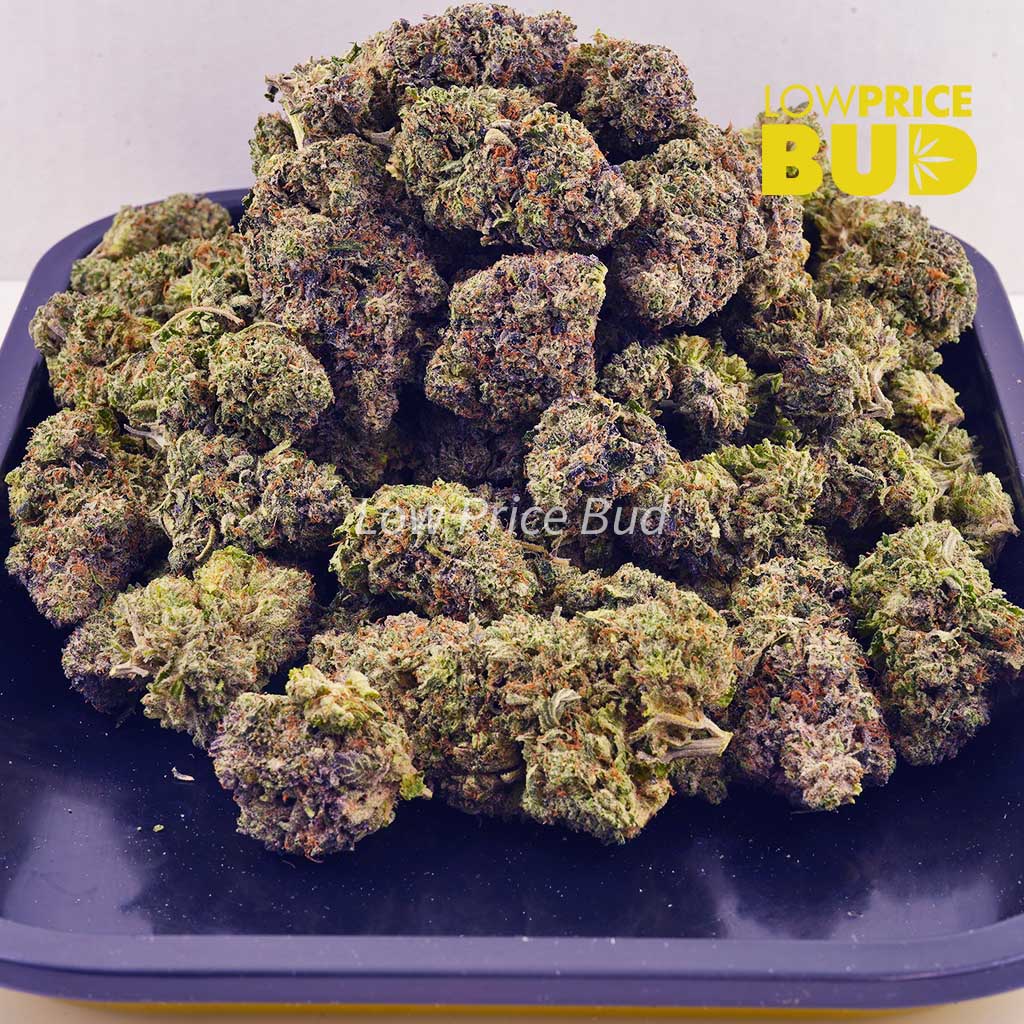 Violator (AAA) Buy Violator (AAA) online Canada