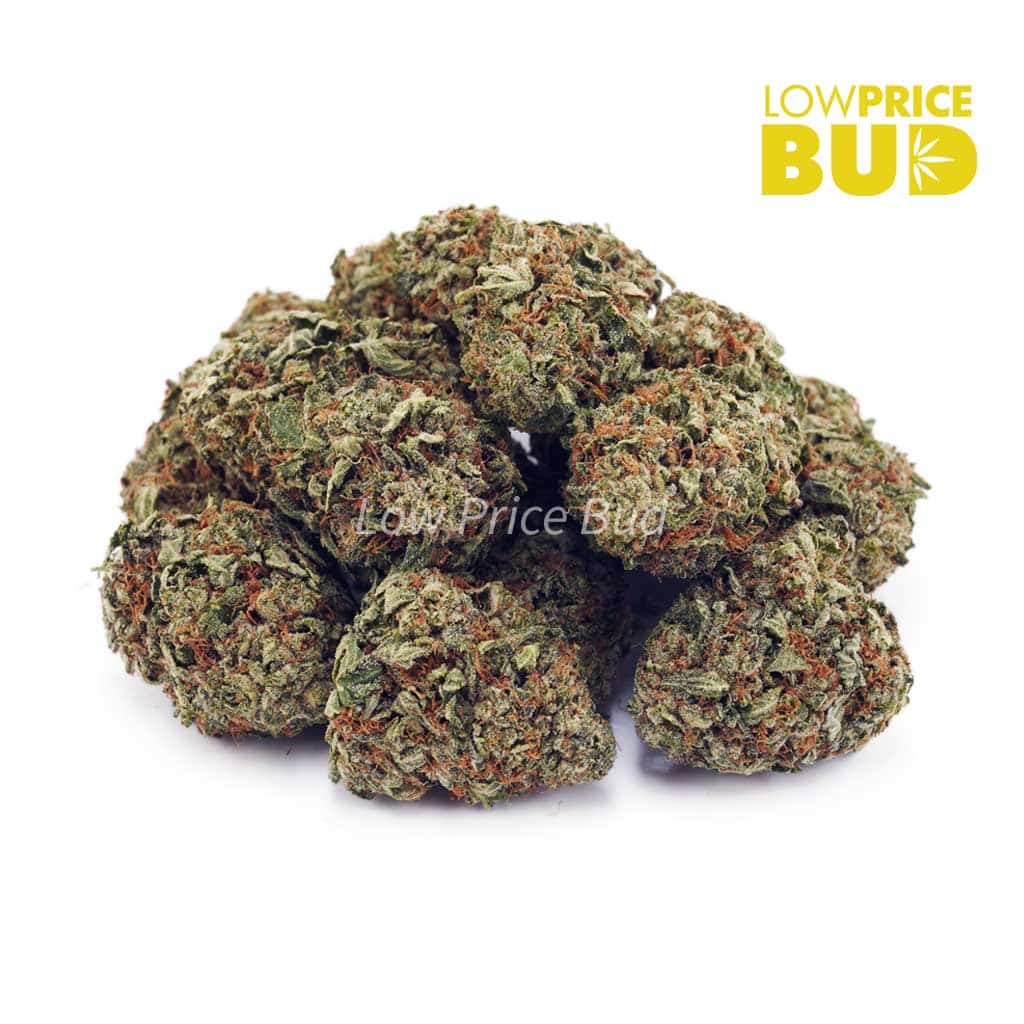 Master Jedi (AA) Buy Master Jedi (AA) online Canada