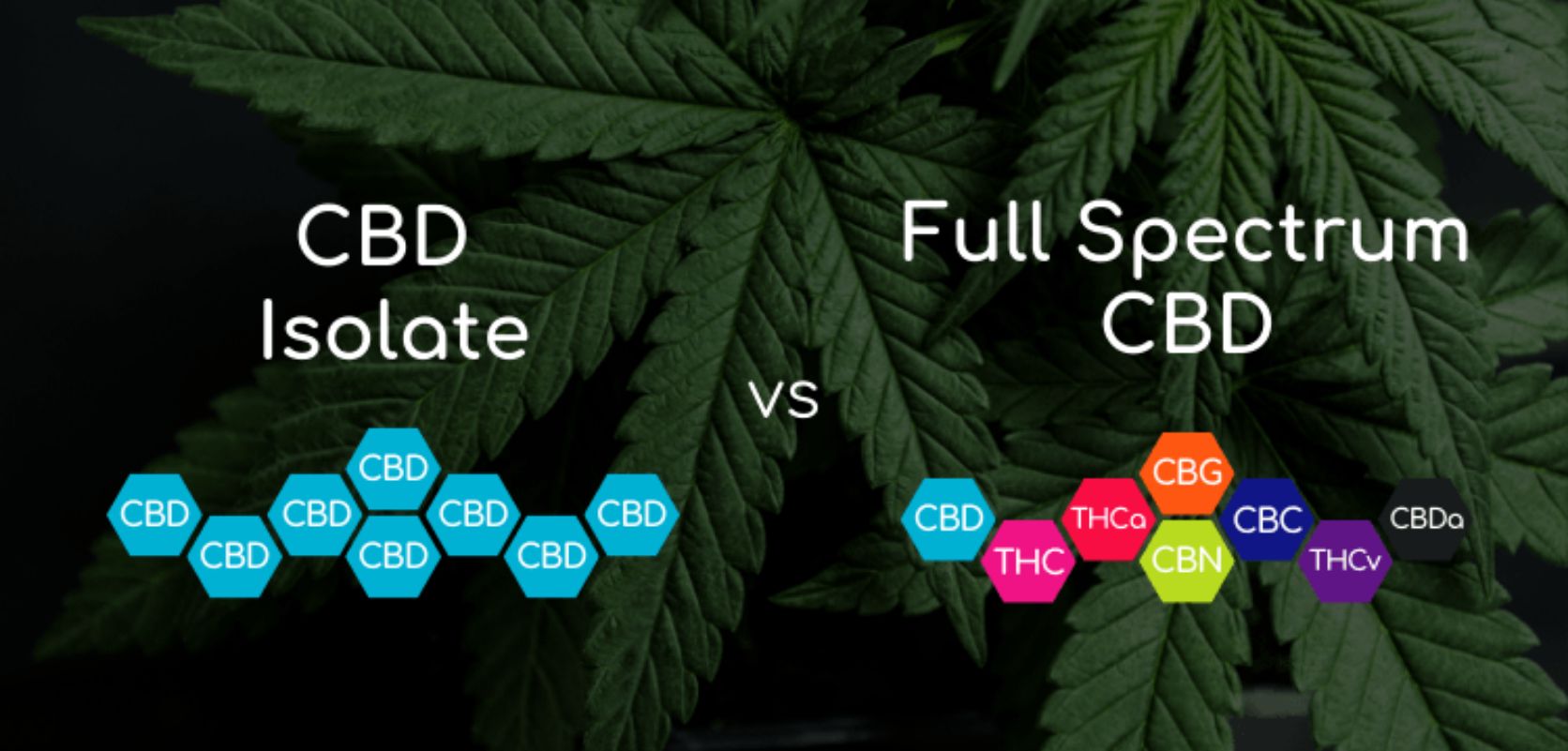 As we touched on earlier in this guide, let's take another moment to spotlight the fundamental differences between full-spectrum CBD and CBD isolate.