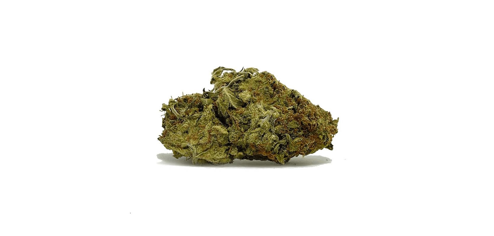 Gorilla Bomb strain has quite a visually striking appearance. As is typical of sativa-leaning strains, this bud has small to medium, spade-shaped fluffy nugs.