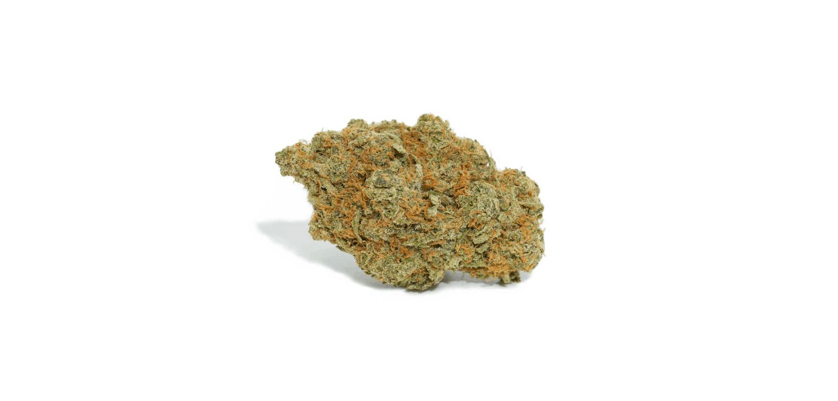 This Gorilla Bomb strain review will also look at its appearance, aroma, flavour and terpene profile to help you better understand this incredible nug.