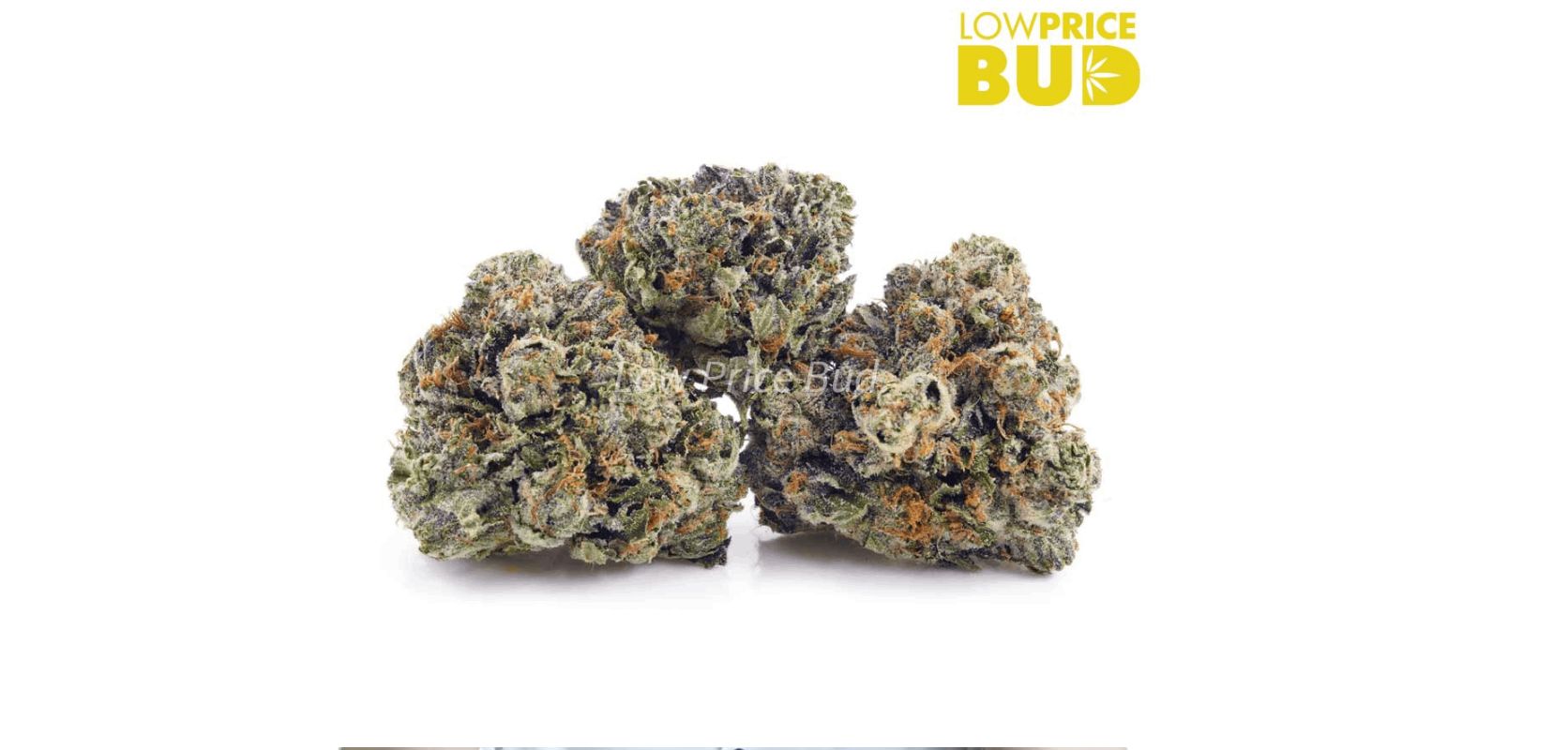 The Pineapple Jack Herer (AAAA) serves as a fantastic choice for cannabis consumers seeking a balanced and moderated high without the adverse side effects often associated with smoking weed. 