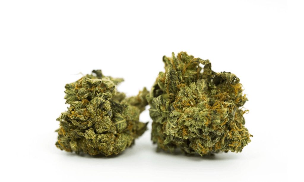 Follow us in this Duke Nukem weed review for a comprehensive look into this cannabis strain.