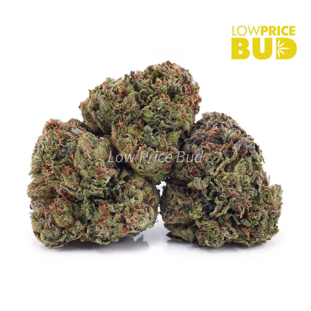 9 Pound Hammer (AA) Buy 9 Pound Hammer (AA) online Canada