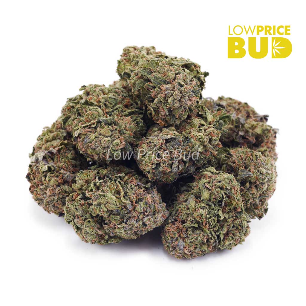 9 Pound Hammer (AA) Buy 9 Pound Hammer (AA) online Canada