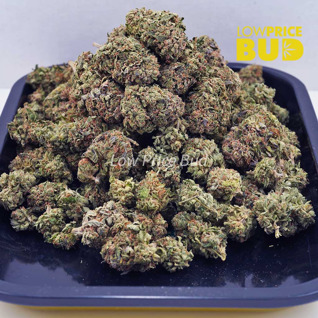 9 Pound Hammer (AA) Buy 9 Pound Hammer (AA) online Canada