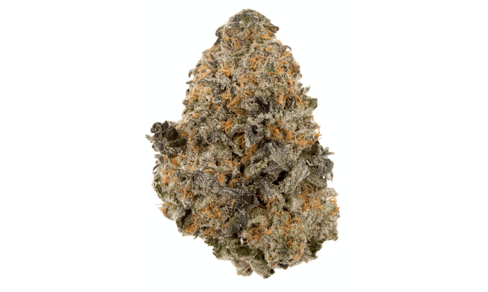 The Gelato Strain, like a mysterious, enigmatic superstar, needs no introduction, yet it continually surprises even the most seasoned cannabis aficionados.