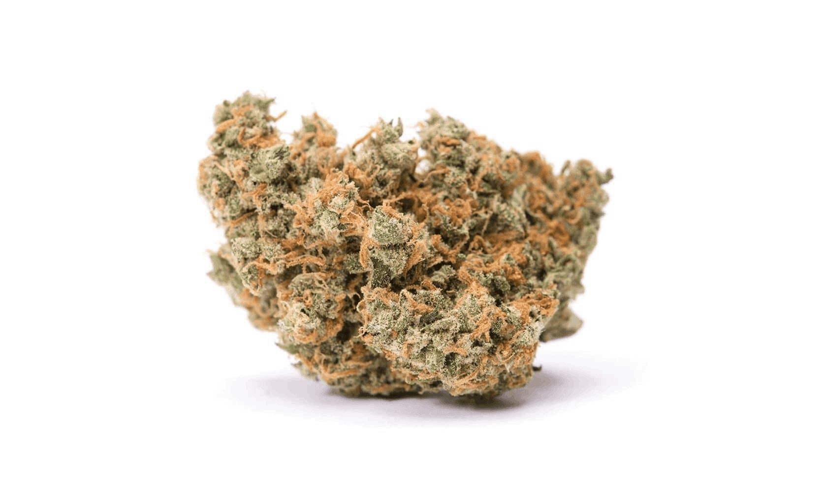 So let’s prepare to dig deeper into Jack Herer strain info as you get ready to fire up your creative powers and go where no smoker has gone before!