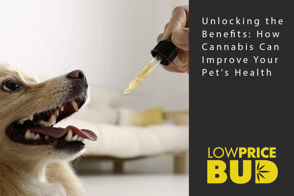 cannabis improves pet health