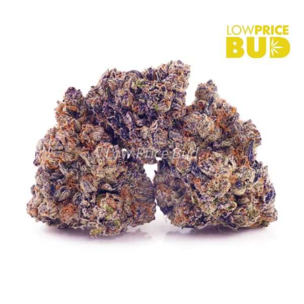 Buy Apple Fritter (Craft Cannabis) online Canada