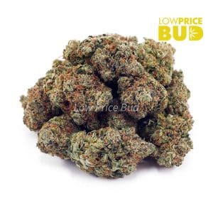 Gas Mask Bubba (AAA) Buy Gas Mask Bubba (AAA) online Canada