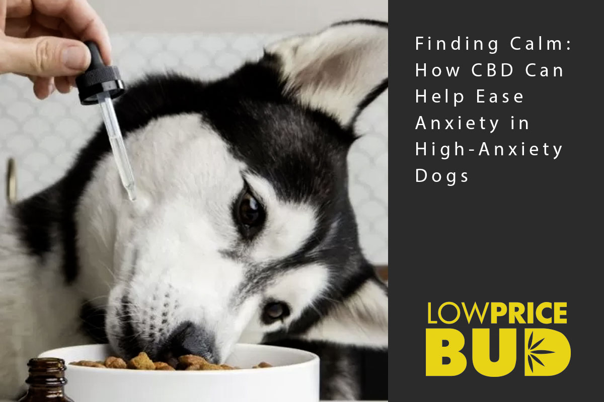 ease anxiety in dogs