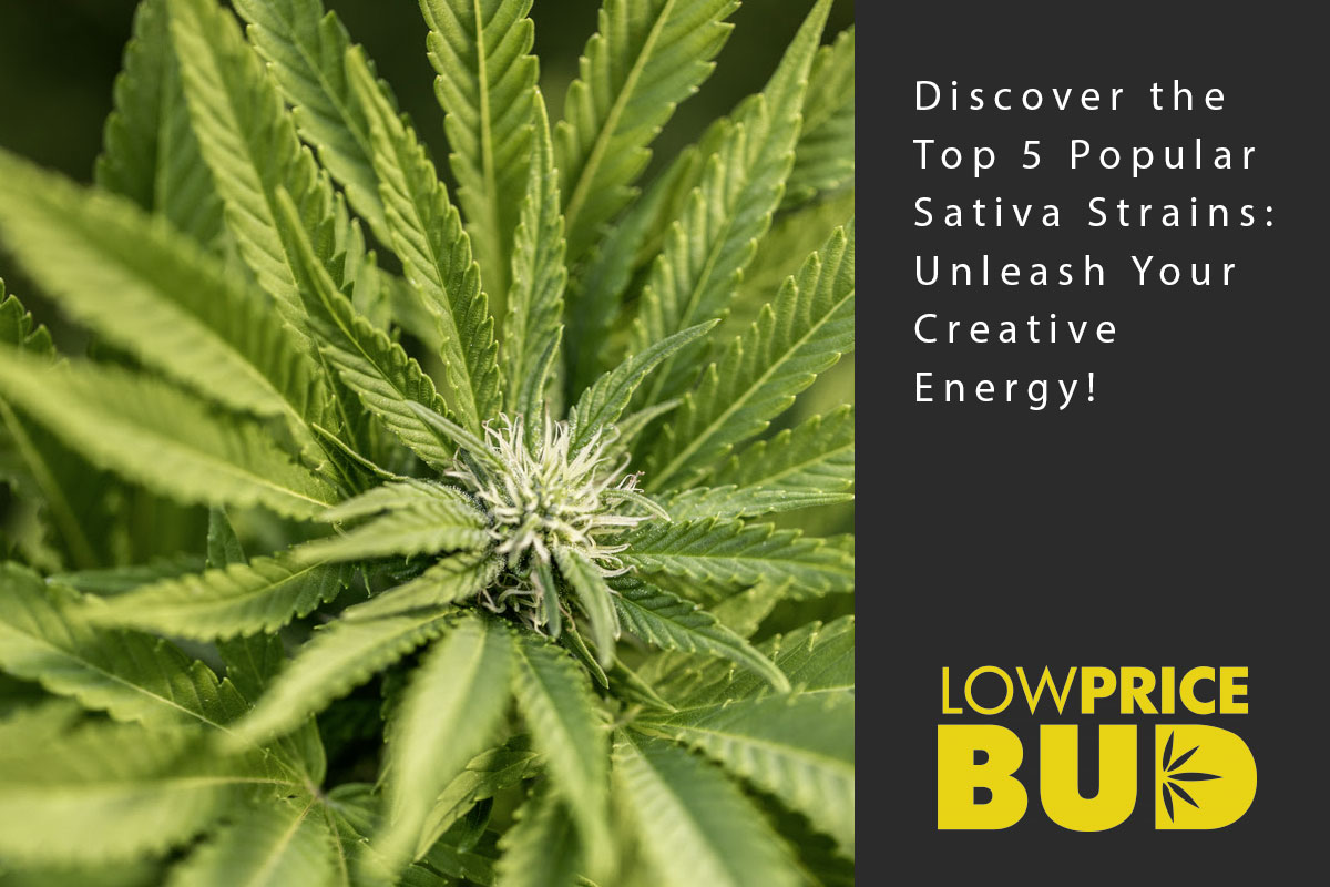 top 5 sativa