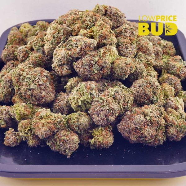 Buy Blueberry Muffin (AAAA) online Canada