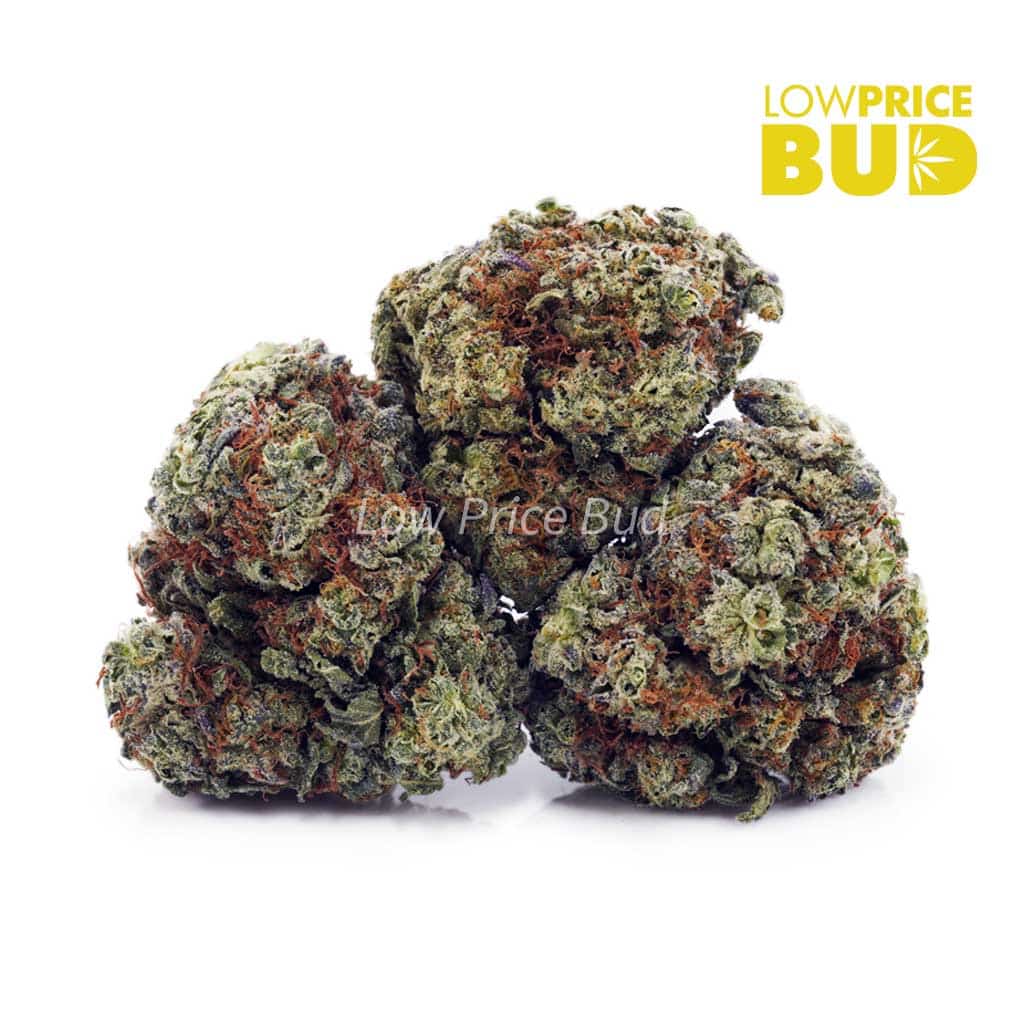 Blackberry Kush (AA) Buy Blackberry Kush (AA) online Canada