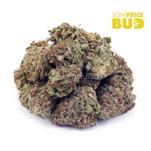 Buy Chocolope (AA) online Canada