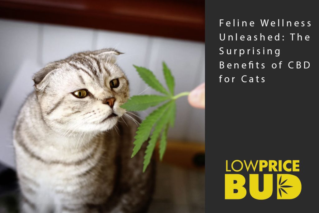 benefits of cbd for cats