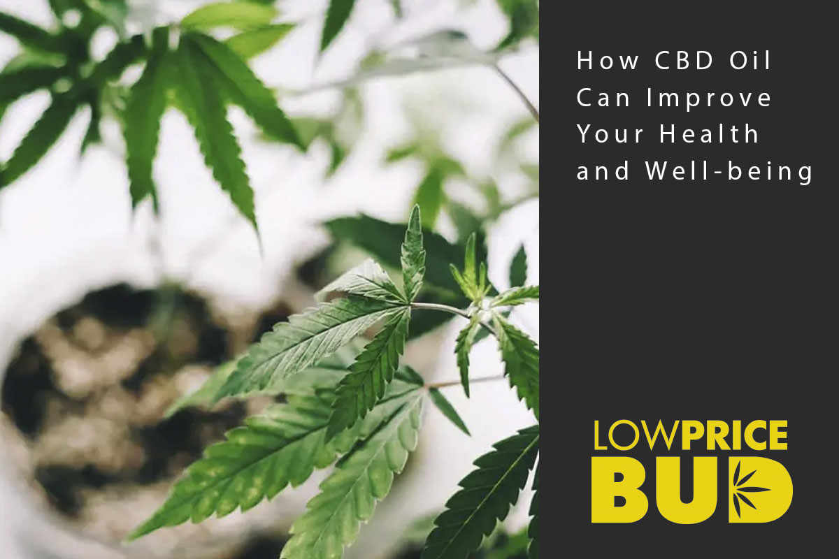 cbd oil well being