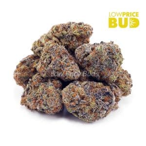 Do Si Do (AAAA) Buy Do Si Do (AAAA) online Canada