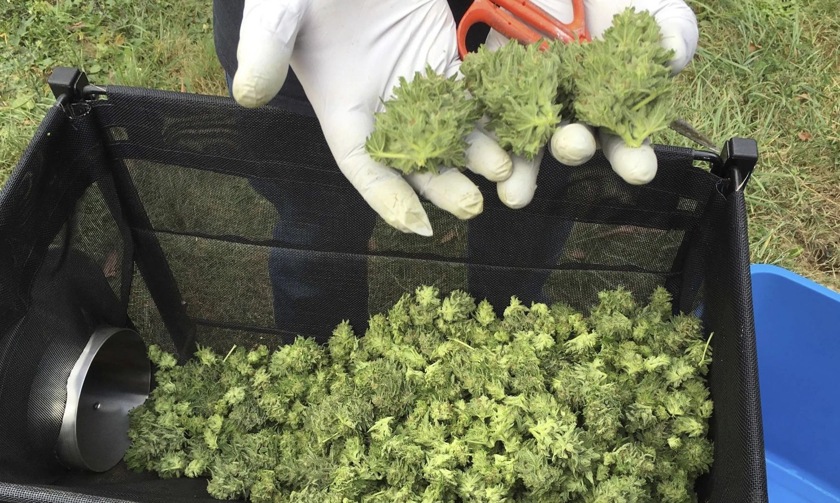 Buying cheap weed in Canada in great quality is the dream realized. The inventory of several strains, forms, and potency will blow your mind. Order online