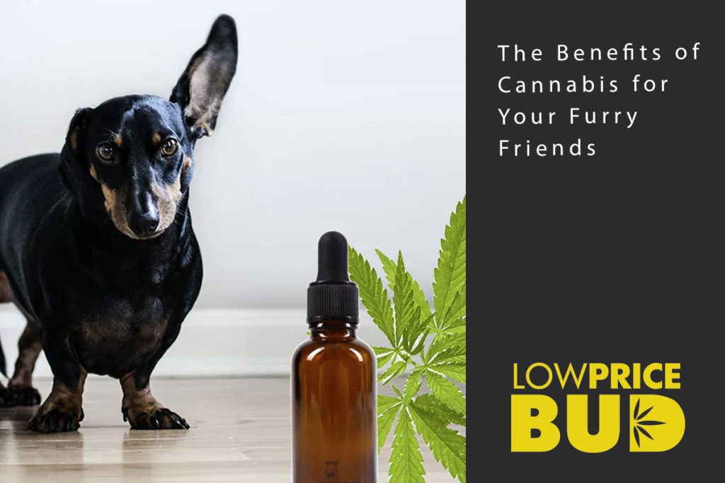 cannabis for furry friends