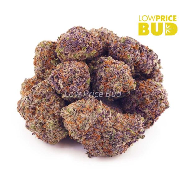Buy Purple Tropicana (AAAA) online Canada