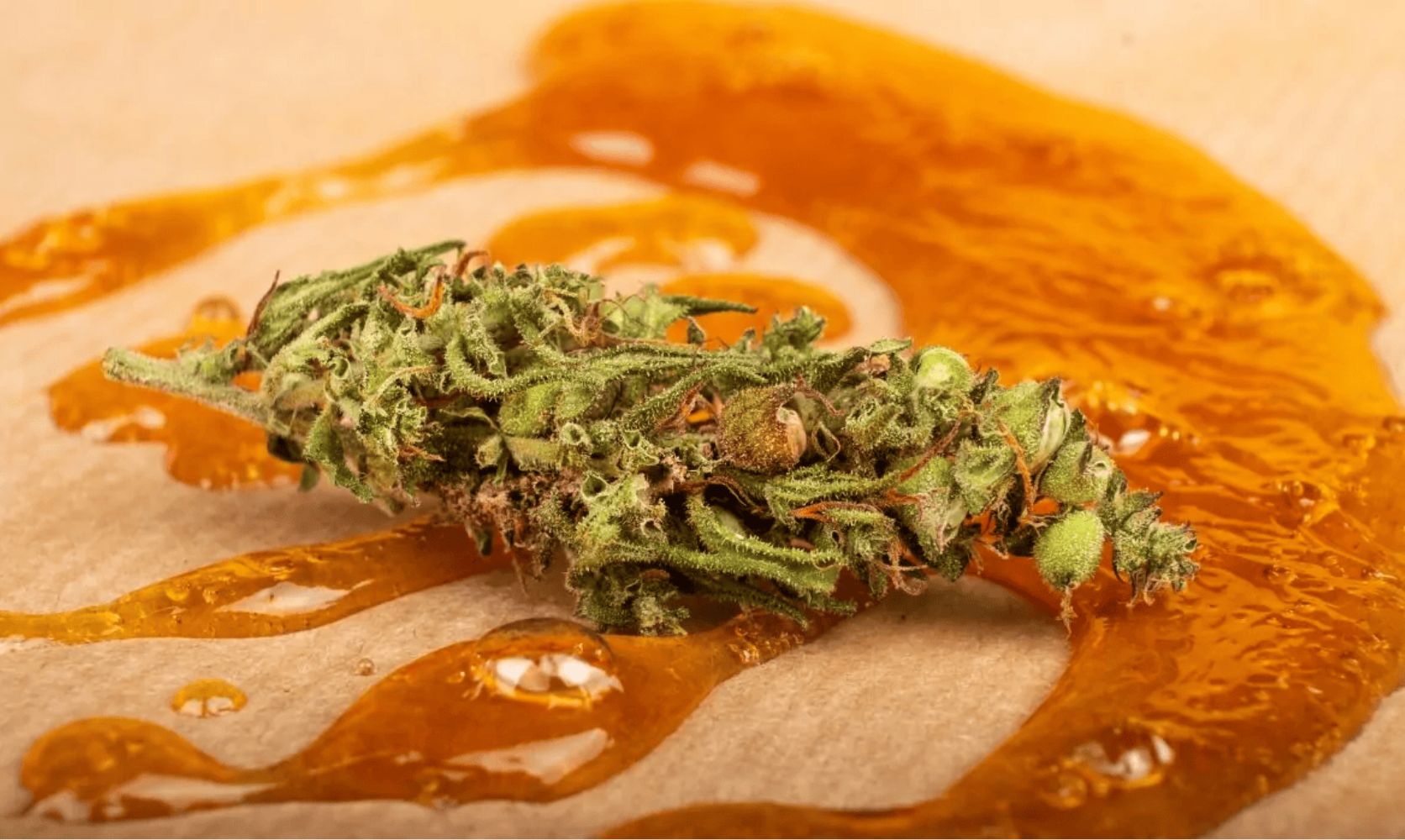 Indulge in the purest cannabis concentrate & buy rosin in Canada! This guide reveals the THC content, consumption methods, & storage techniques.