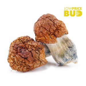 Buy Mushrooms – Blue Pulaski online Canada