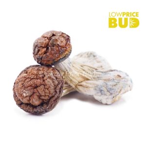 Buy Build Your Own Mushrooms Pound 4 x 112g online Canada