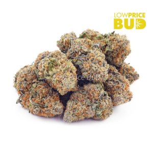 King Kong (AAA) Buy King Kong (AAA) online Canada