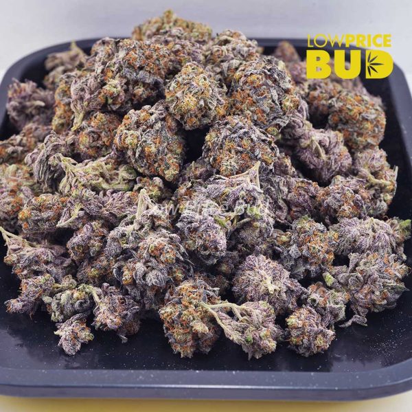 Buy Purple Haze (AAAA) online Canada