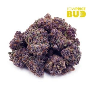Purple Candy (AAA) Buy Purple Candy (AAA) online Canada