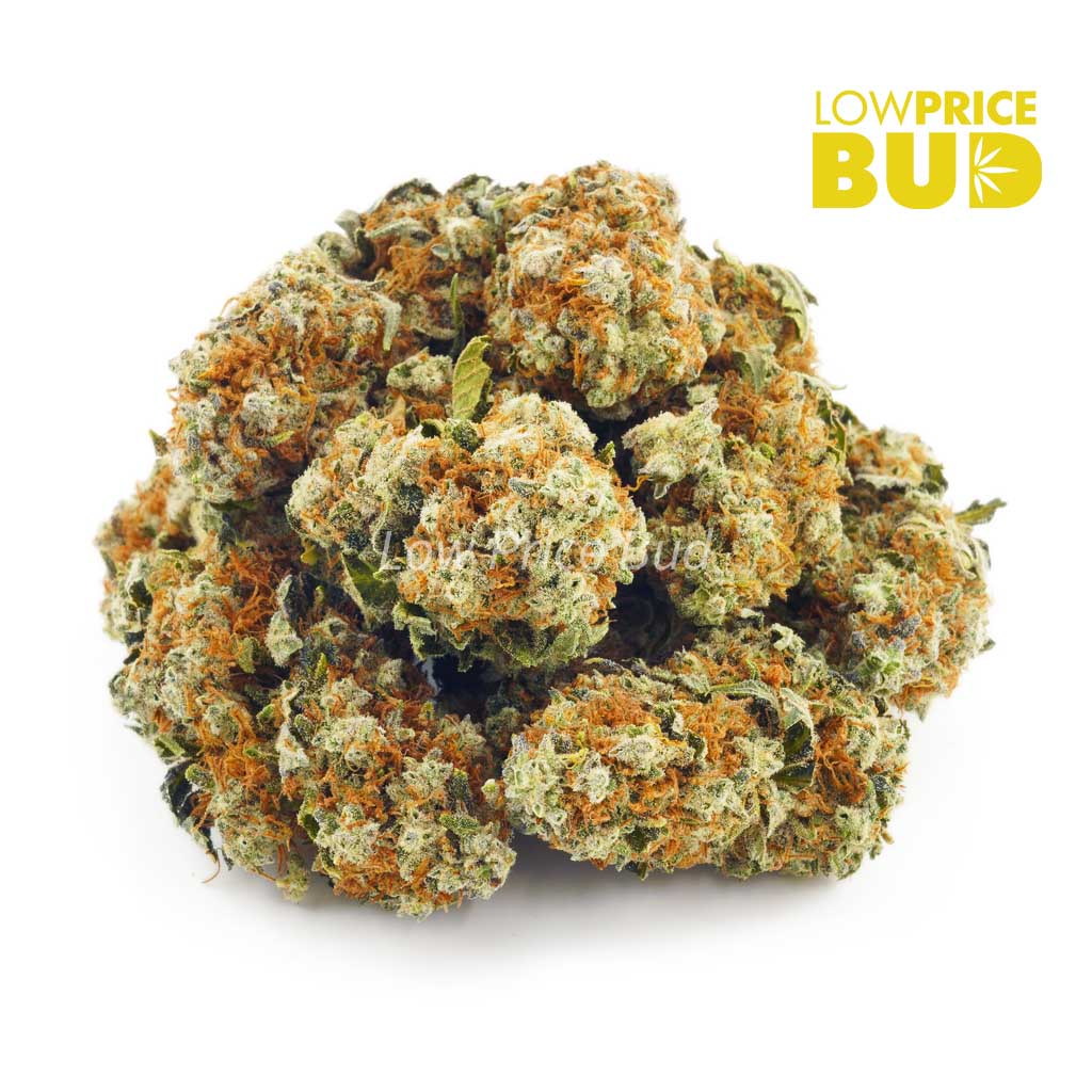 Buy Chocolope (AA) online Canada